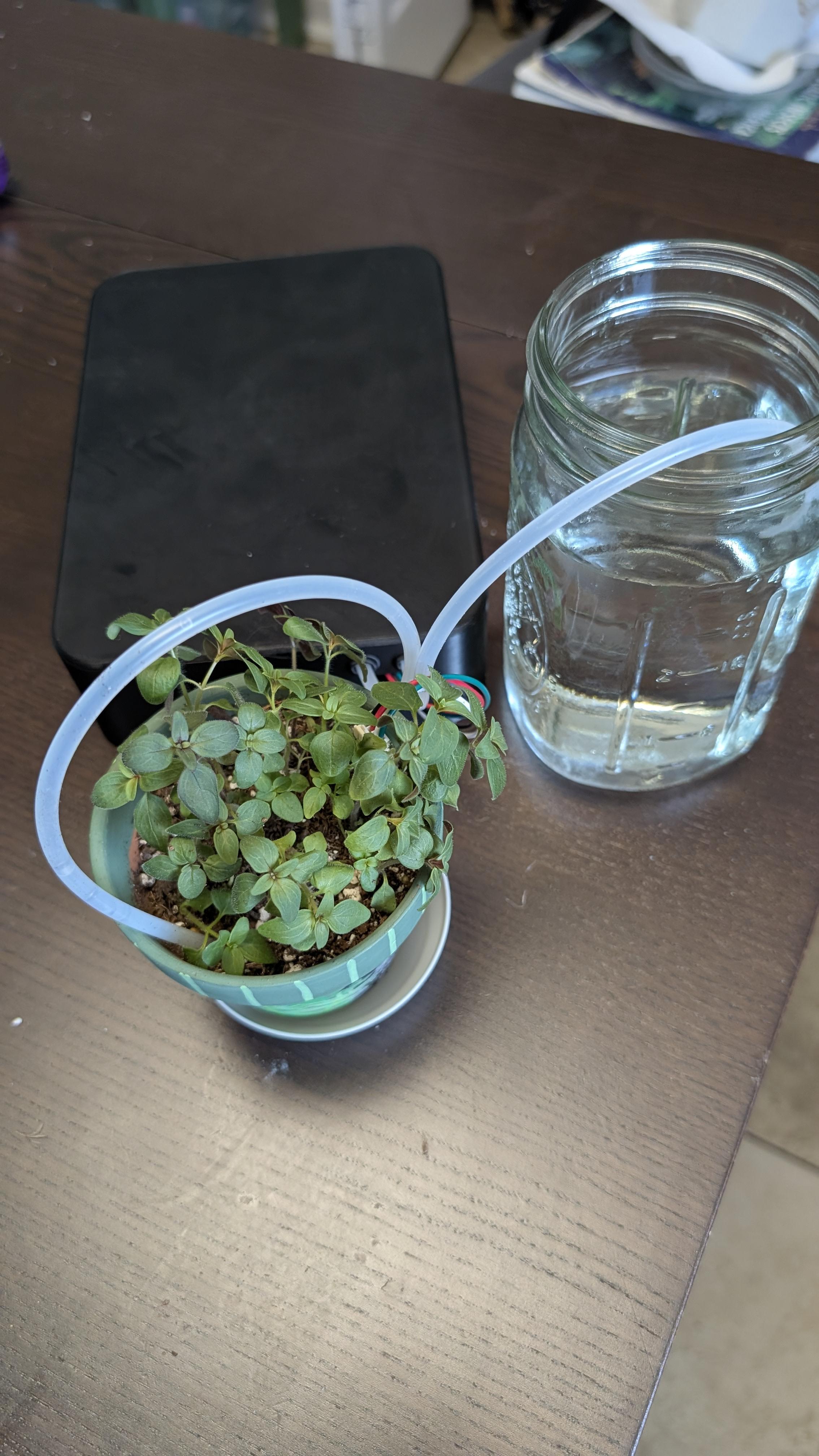 A working Smart Sprout plant-care rig: a mint plant in a green pot with a clear watering tube running into the soil, sitting alongside a mason-jar water reservoir on a dark wood desk.